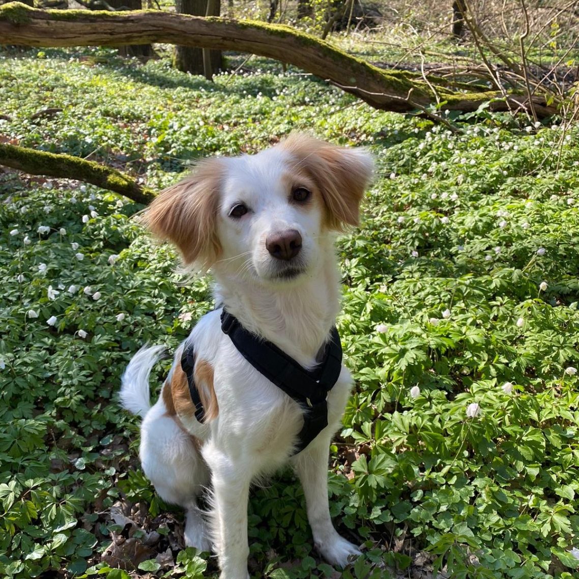 wulfdogs Hundetraining Mobile Hundeschule Hamm Trainingsansatz