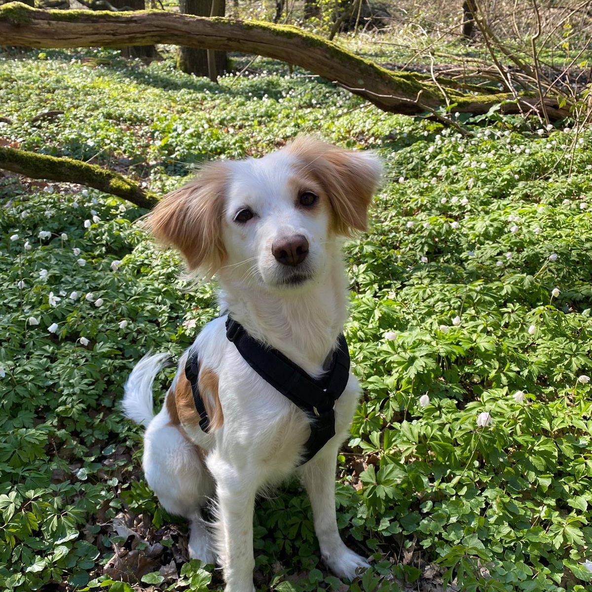 wulfdogs Hundetraining Mobile Hundeschule Hamm Trainingsansatz